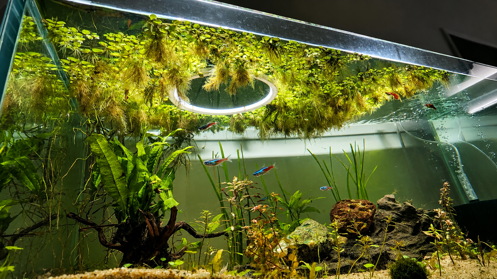 Aquarium Feeding & Plant Ring - 20cm