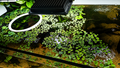 Aquarium Feeding & Plant Ring - 20cm
