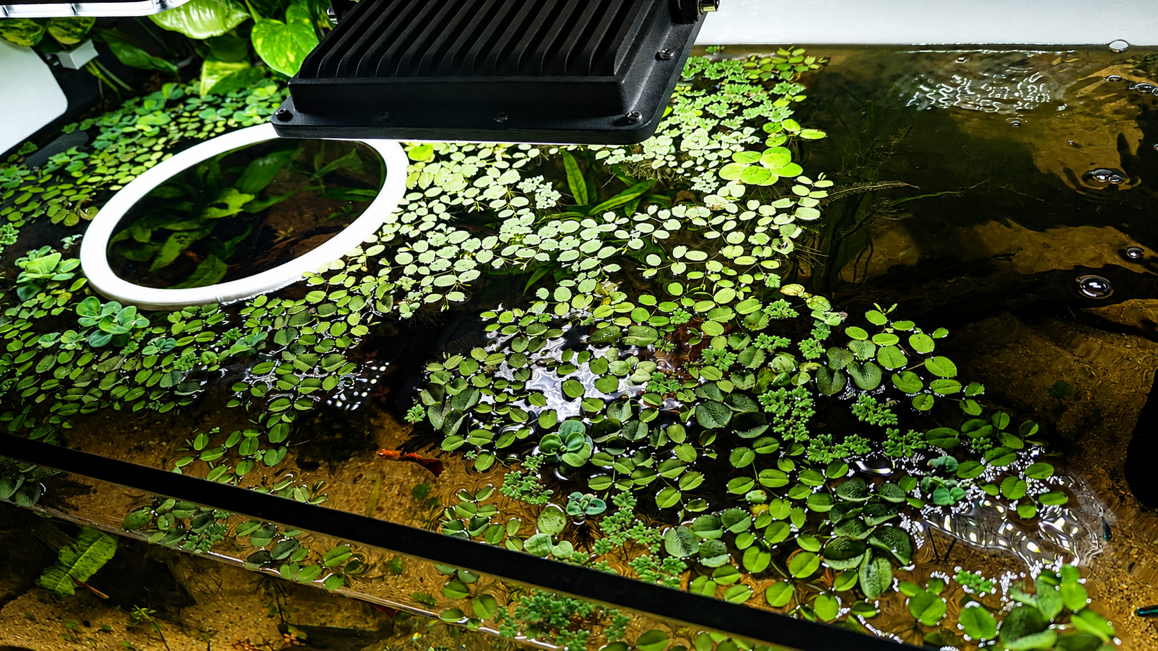 Aquarium Feeding & Plant Ring - 20cm