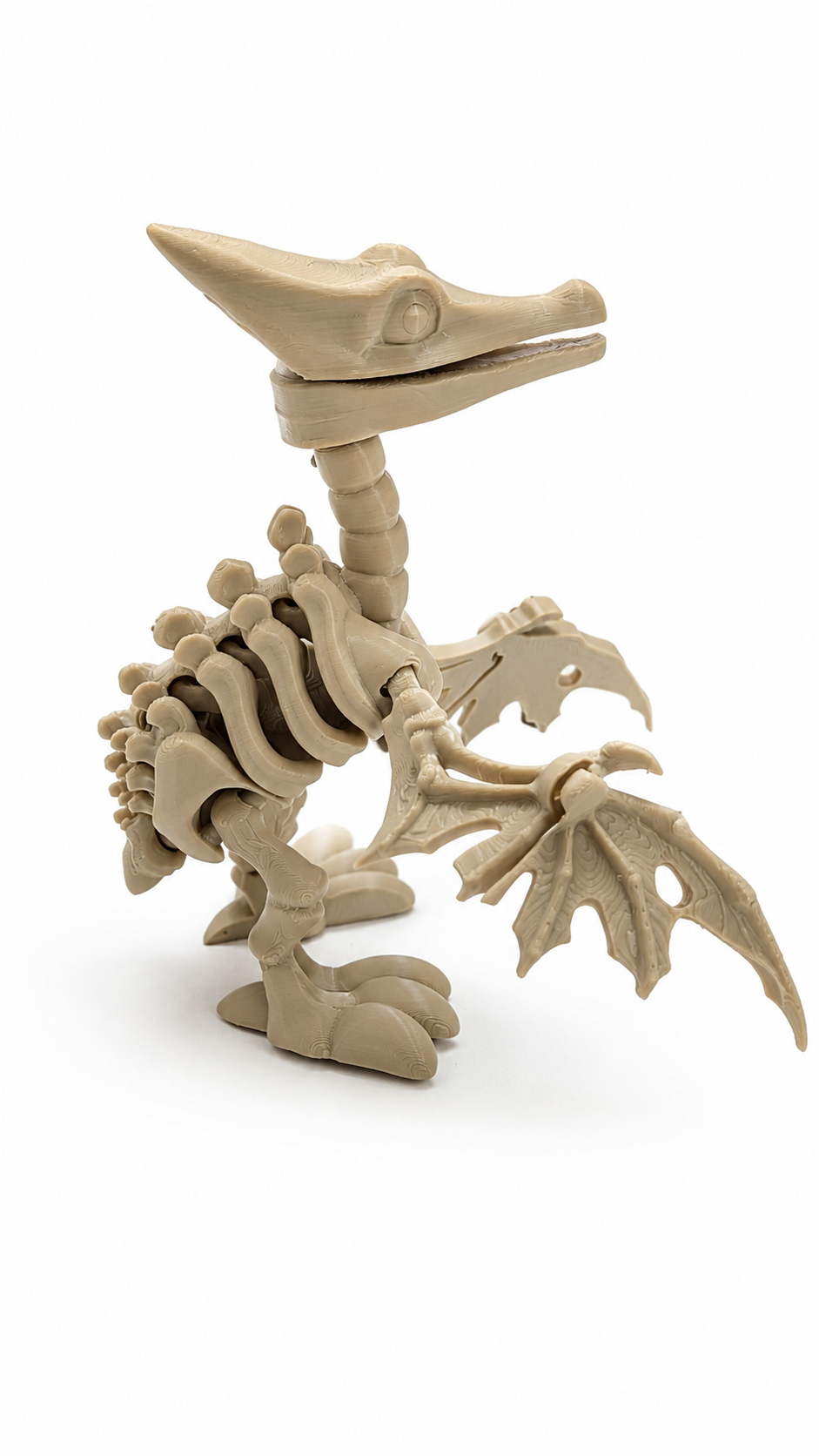 Articulated Pteranodon Skeleton