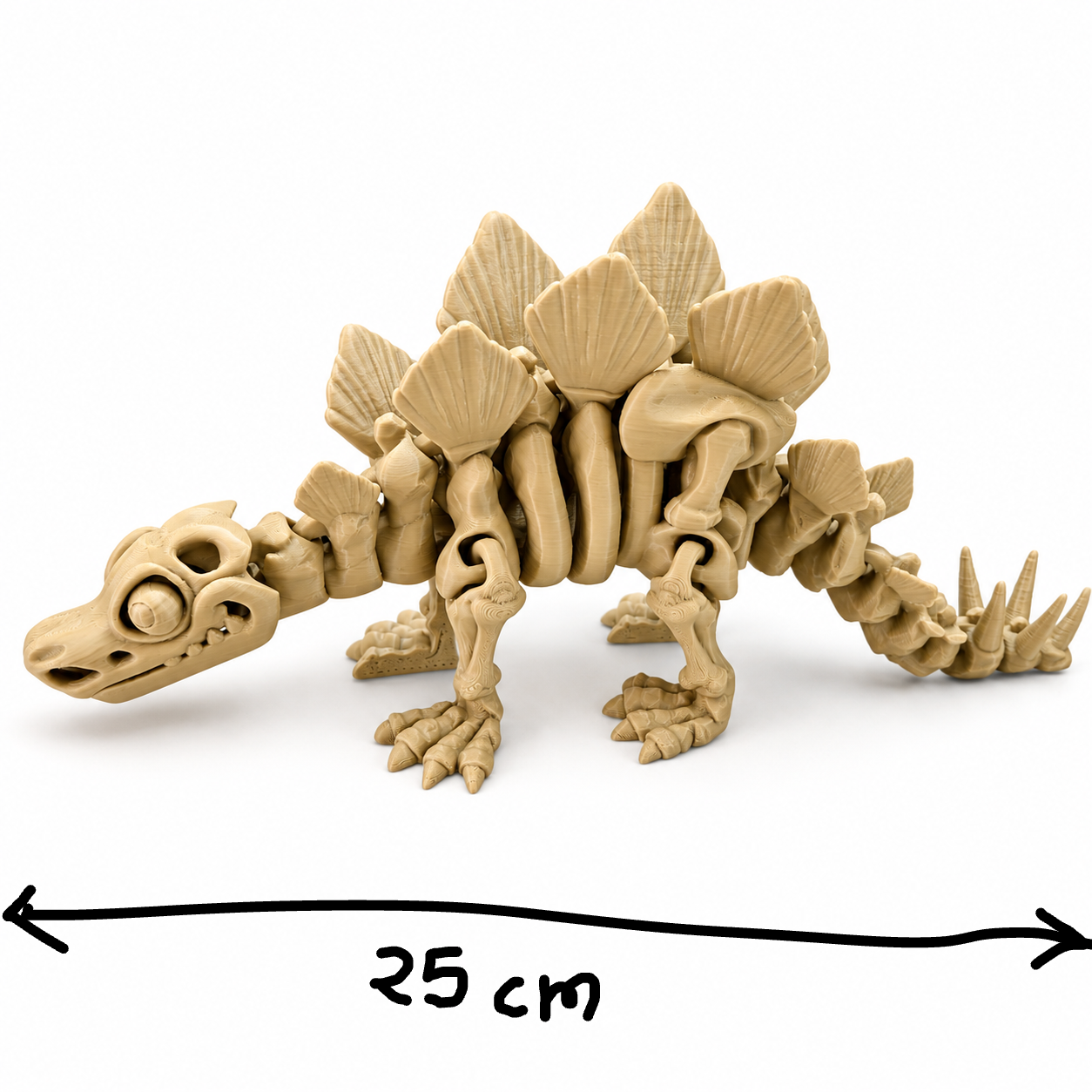 Articulated Stegosaurus Skeleton