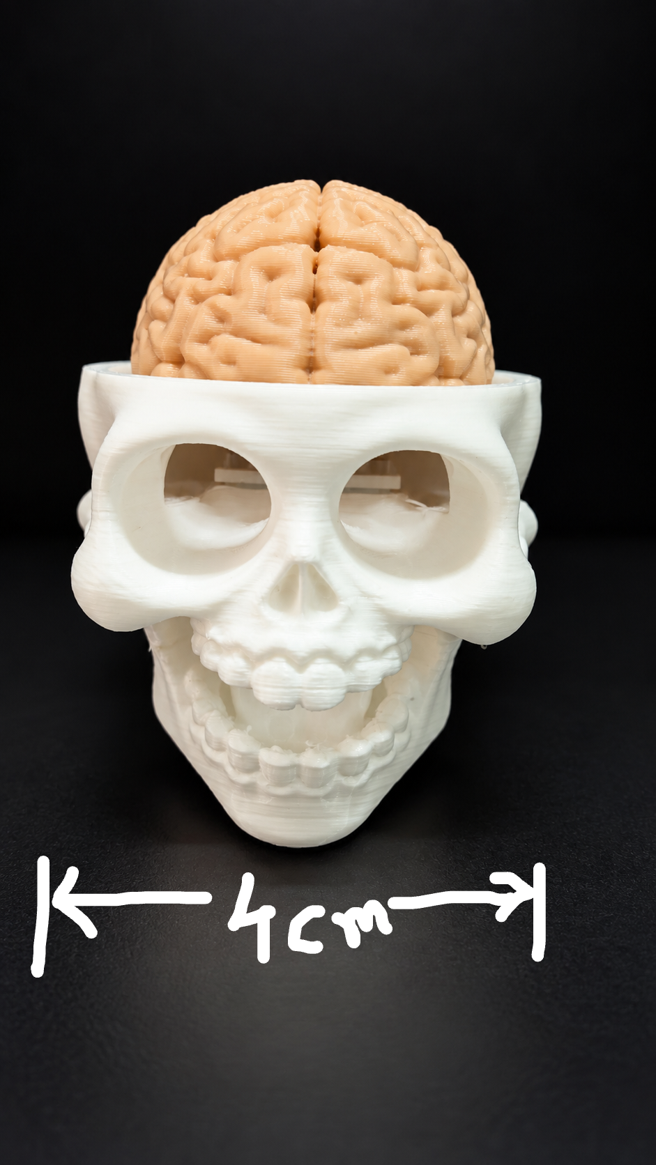 Skull Brain Clicker Keychain